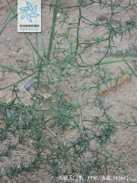 戈壁天门冬