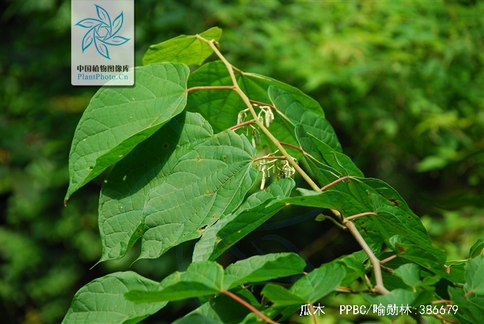  p>瓜木(学名: i>alangium platanifolium /i> (sieb. et zucc.