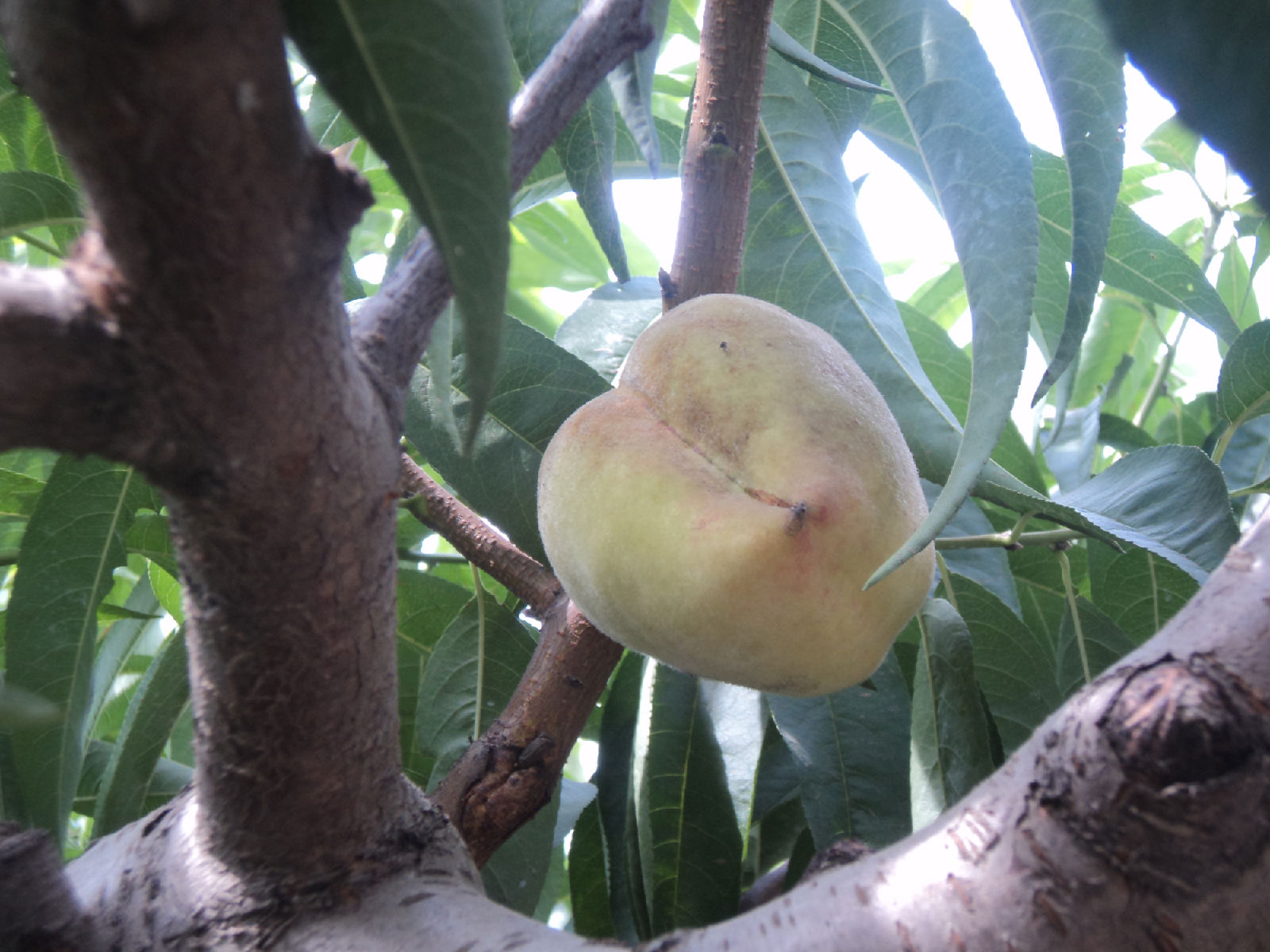 prunus persica atropurpurea