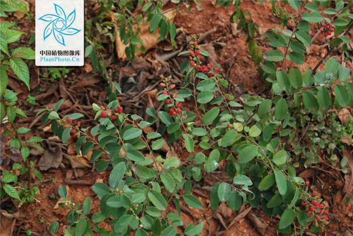  i>polyphylla /i>)为 a href="#">鼠李目 /a>鼠李科勾儿茶属下的一