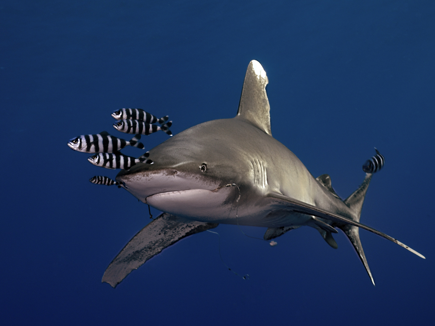 鲨(学名: i>carcharhinus longimanus /i>)是真鲨科,真鲨属的一种鲨鱼