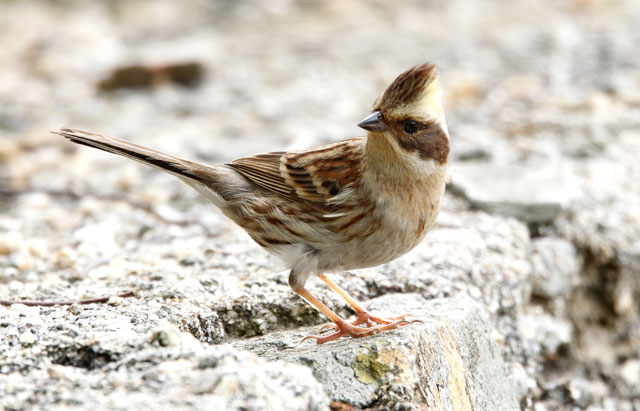  p>黄喉鹀(学名: i>emberiza elegans /i>):属鸟纲,鹀科的小型 a href