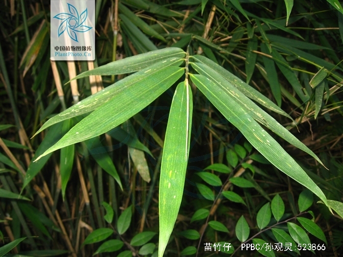 ="/item/禾本科/2458872" data-lemmaid="2458872">禾本科 /a>思劳竹