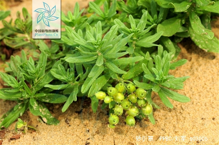  p>砂引草(学名: i>messerschmidia sibirica /i> l.