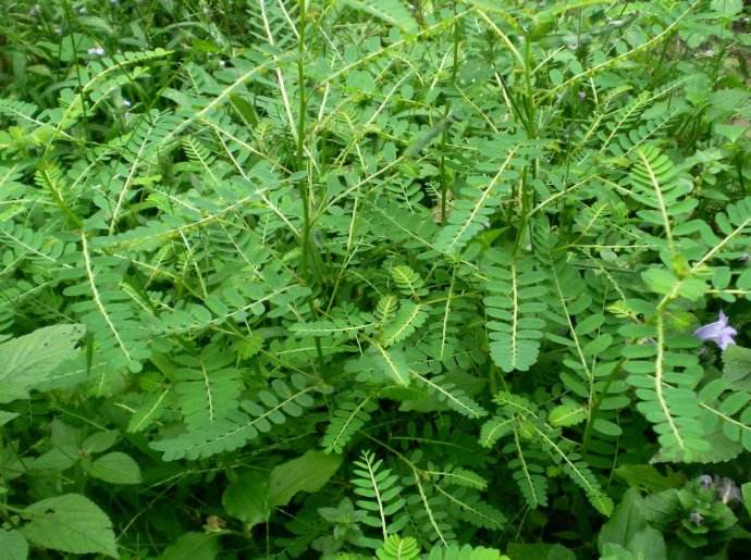  p data-id="gnvi7aye26">凉草,一年生 a targ