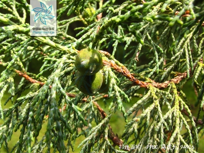  p>祁连圆柏(学名: i>sabina przewalskii  /i>kom.