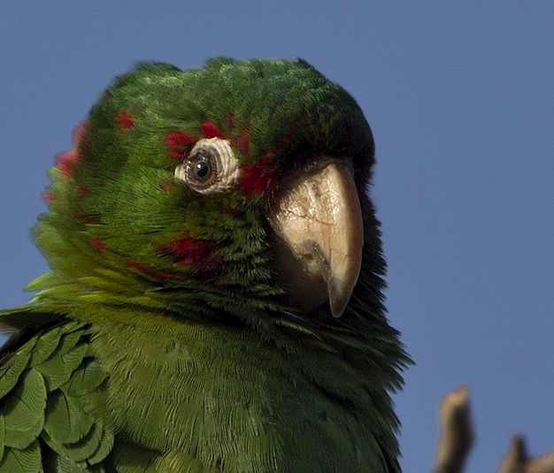 米特雷锥尾鹦鹉