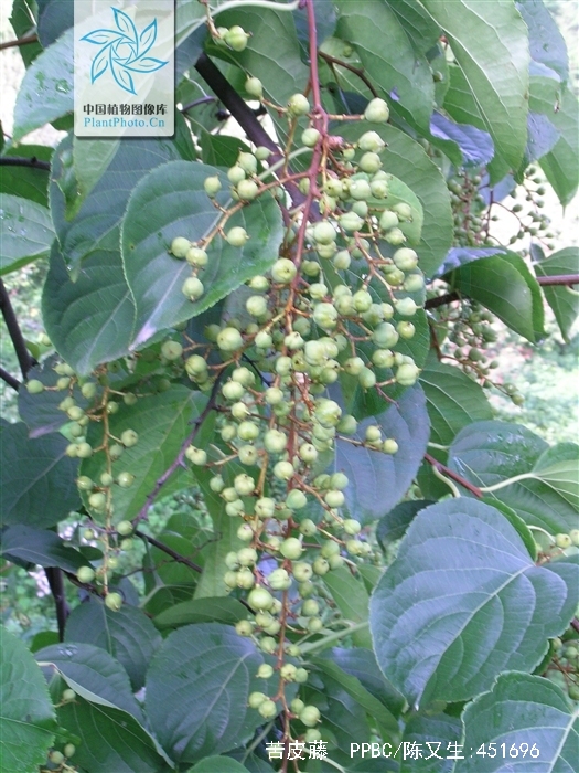 celastrus angulatus maxim.