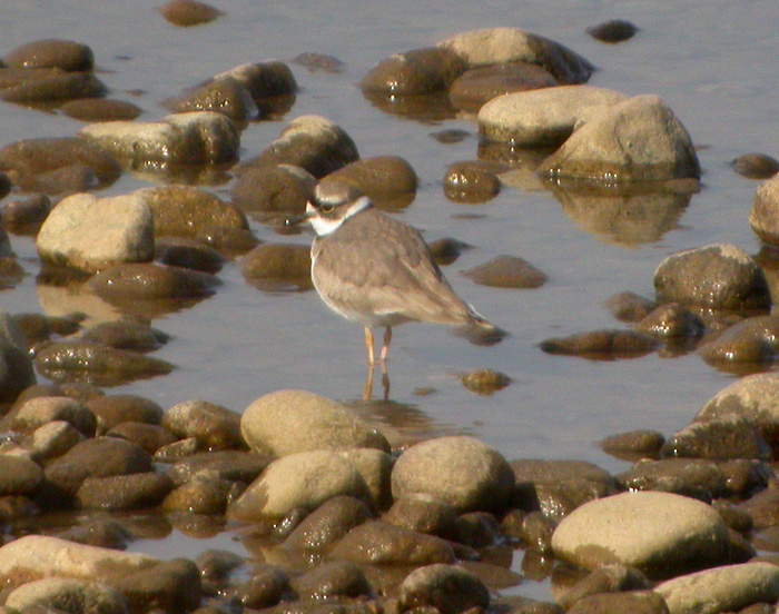  p>长嘴剑鸻(学名: i>charadrius placidus /i>)属中小型 a target="