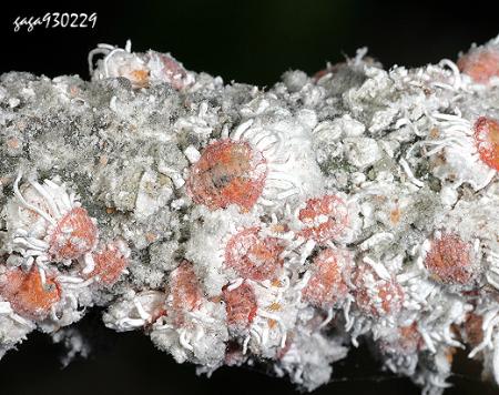  p>埃及吹棉介壳虫的成虫,若虫可为害叶片及枝条,群聚吸食汁液,导致