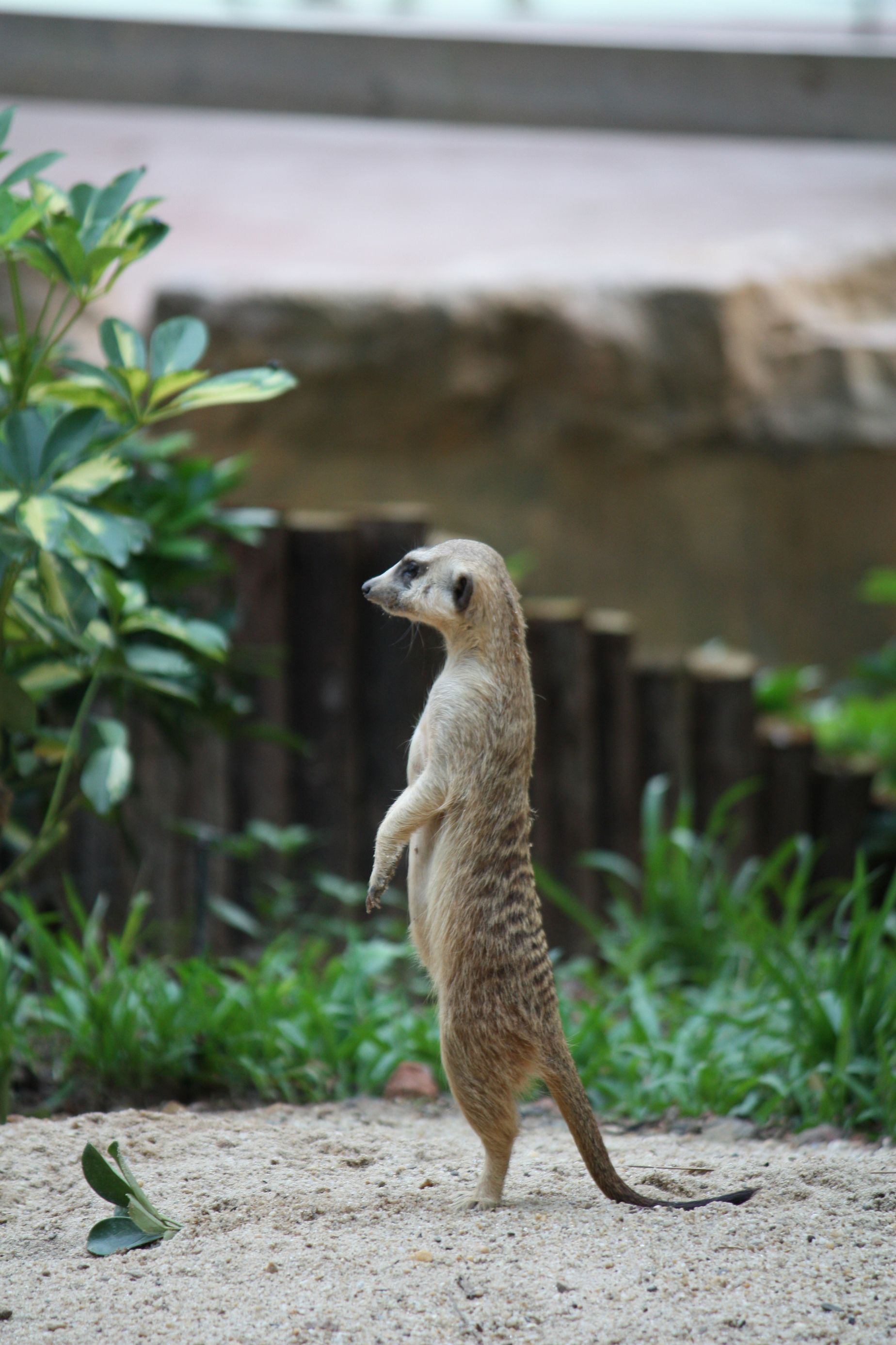  p>獴科(herpestidae)指的是 a href="#" data-lemmaid="3516708">