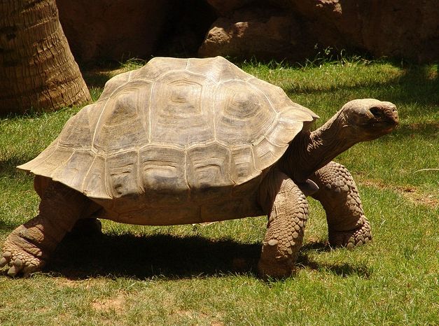 galapagos giant tortoise