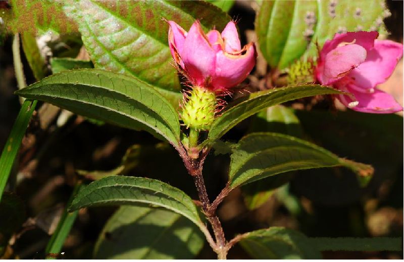 银毛野牡丹(变种)