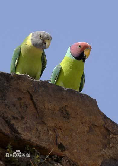  p>花头鹦鹉(学名: i>psittacula roseata /i>)是中型 a href="#">