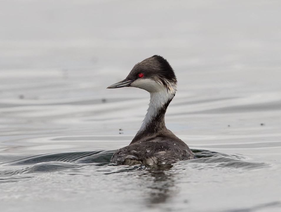  p>秘鲁鸊鷉(学名: i>podiceps taczanowskii /i>):是鸟纲,鸊鷉科的一