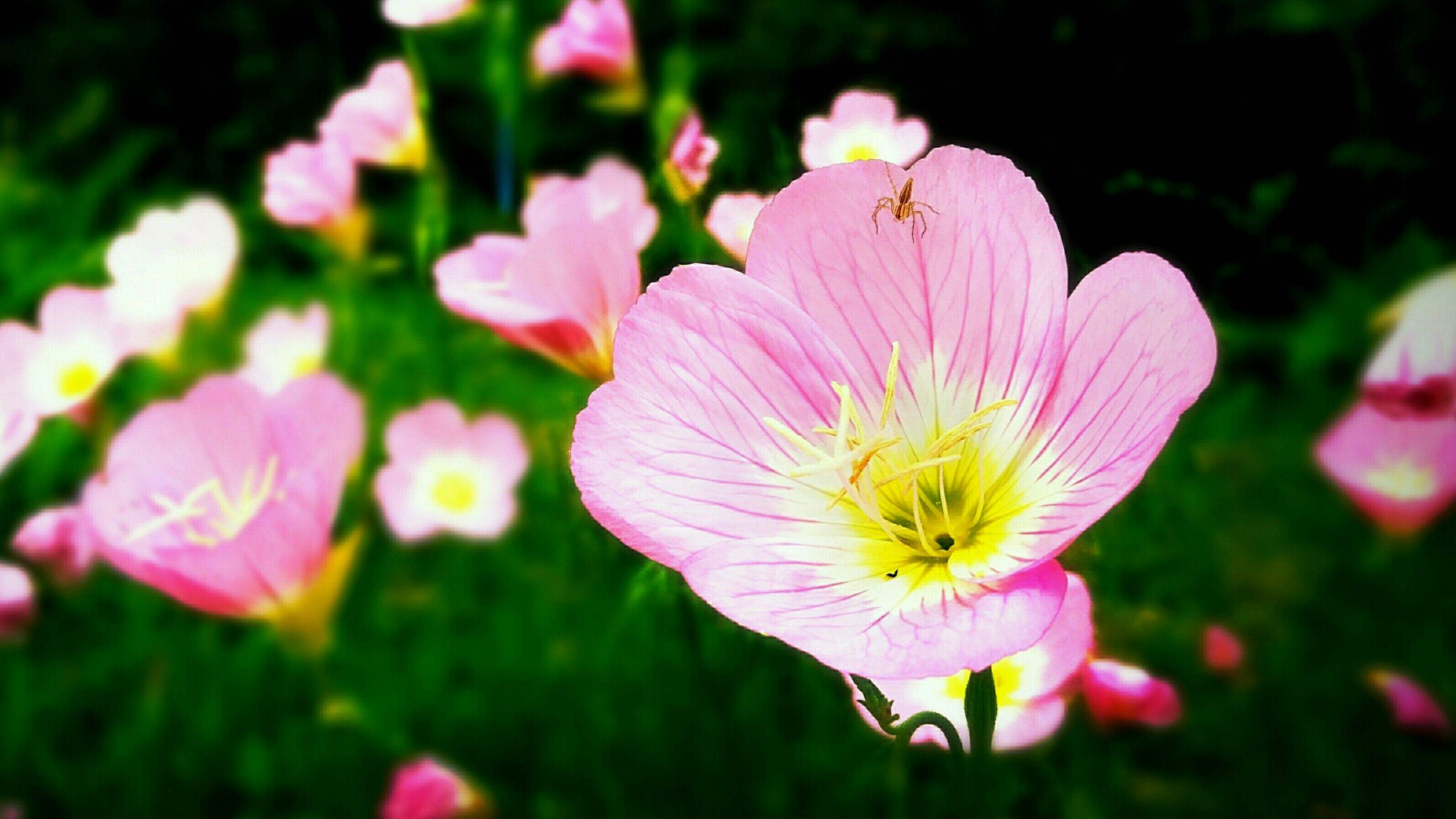  p> b>月见草 /b>(学名: b> i>oenothera biennis /i> /b>):为 a