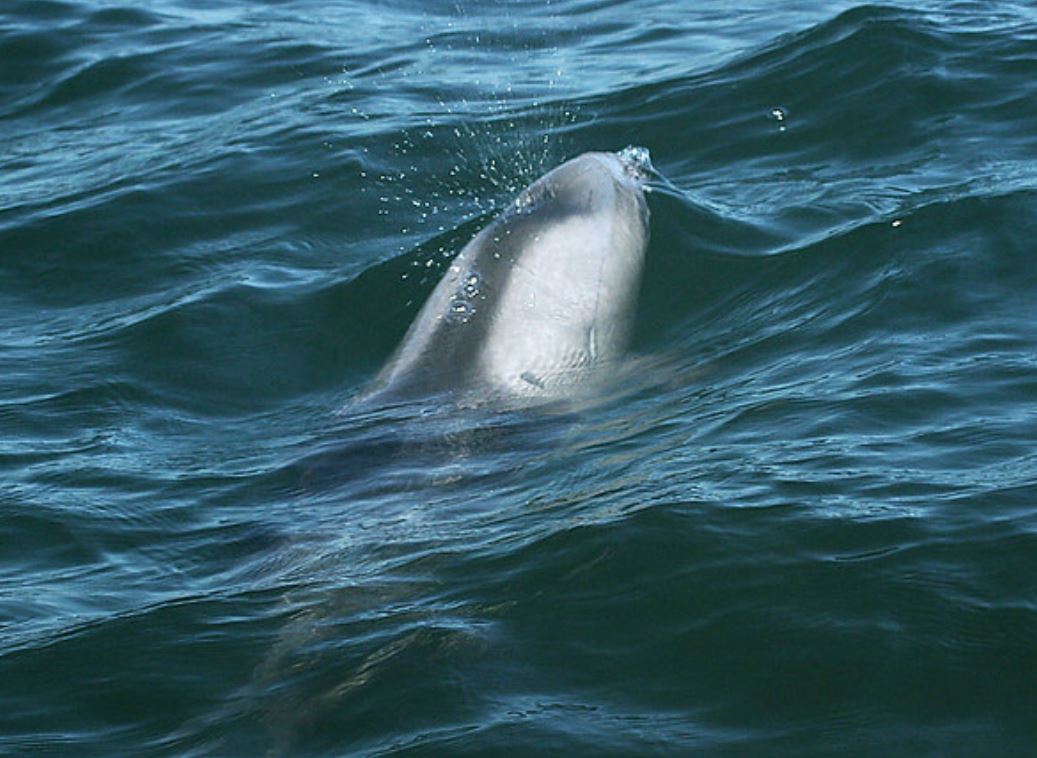 赫氏海豚