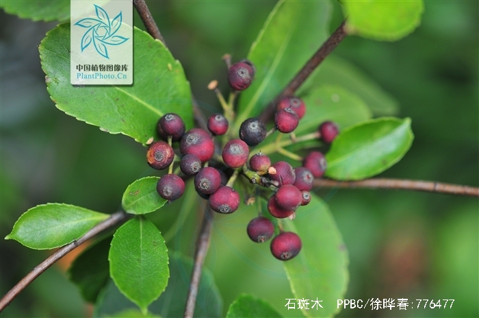  p>石斑木(学名: i>rhaphiolepis indica  /i>(l.) lindl.