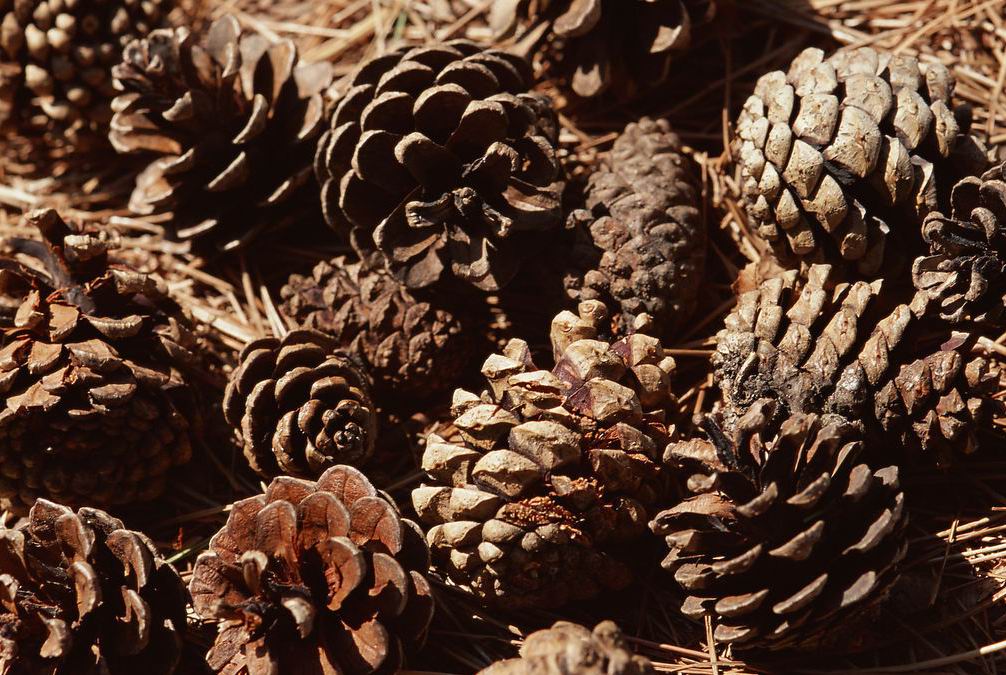  p>松果是松科植物的果实,成熟后内有种子为松子.松果样子像峰塔.