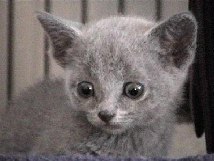  p>俄罗斯蓝猫(russian blue),历史上曾被称做 a href="#" data-lemma