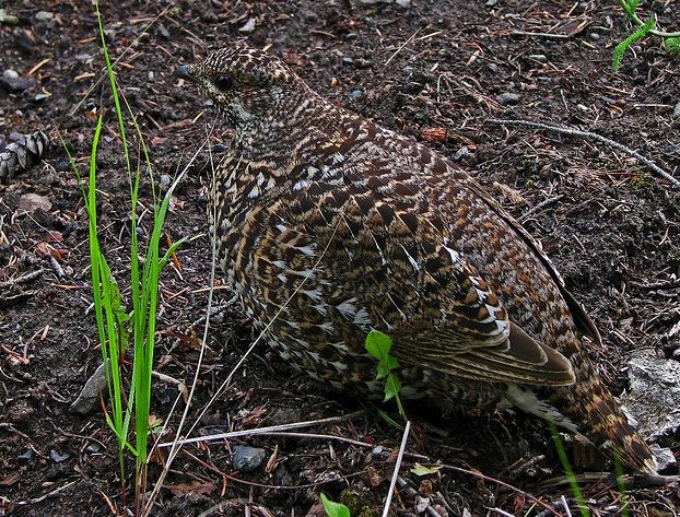  p>枞树鸡(学名: i>dendragapus canadensis /i>)共有6个亚种,又名