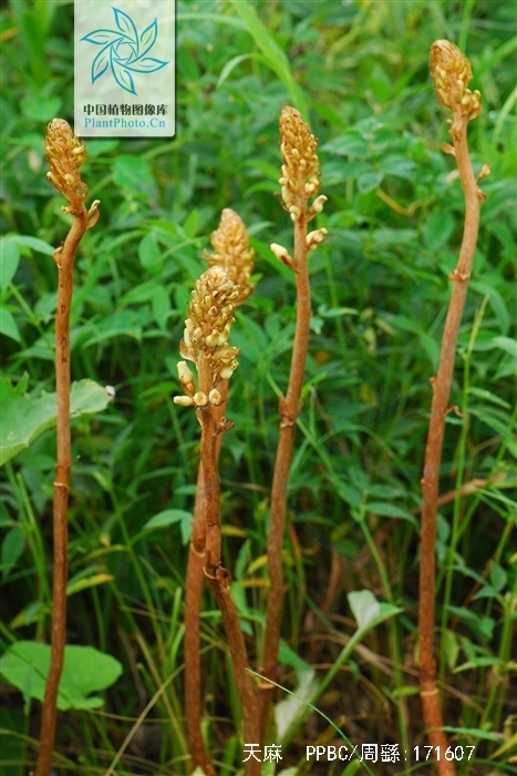 兰科/1122540" data-lemmaid="1122540">兰科 /a>植物天麻gastrodia