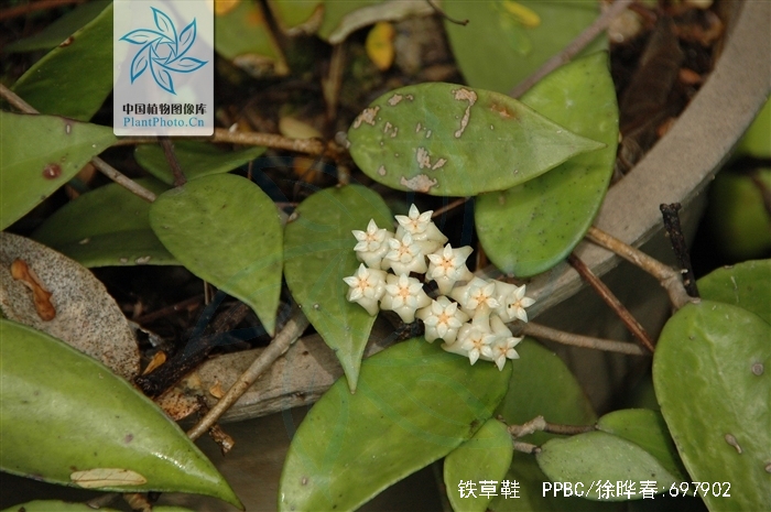 铁草鞋