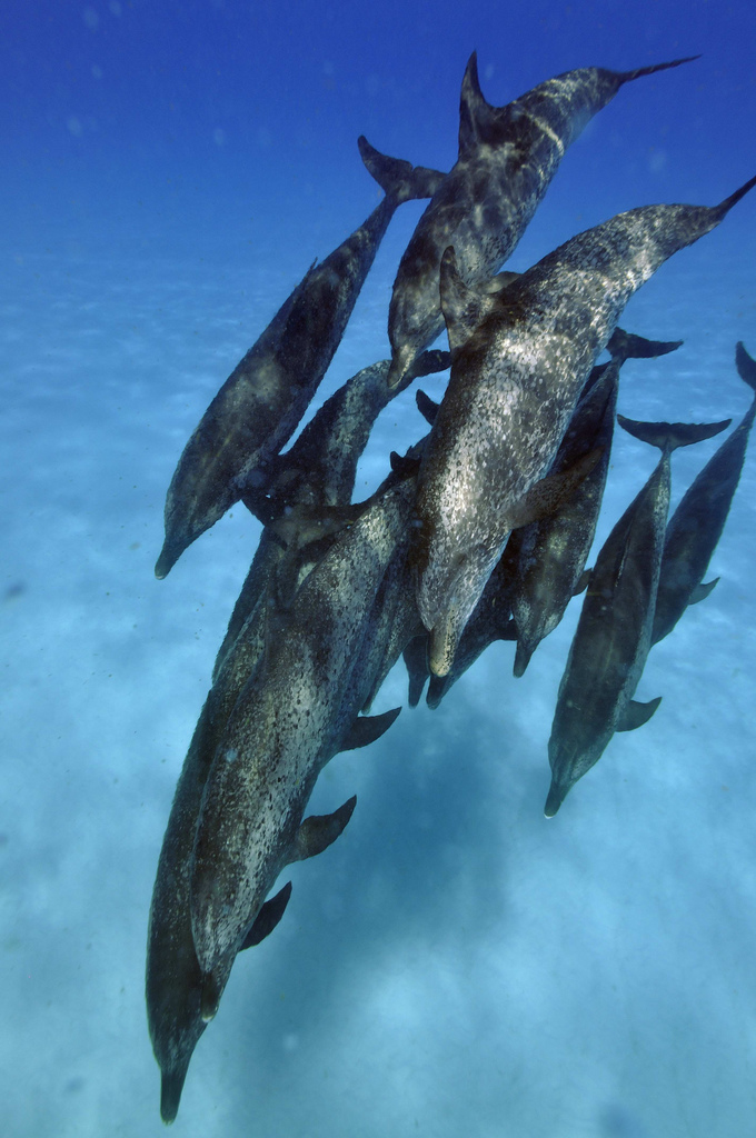 大西洋点斑原海豚