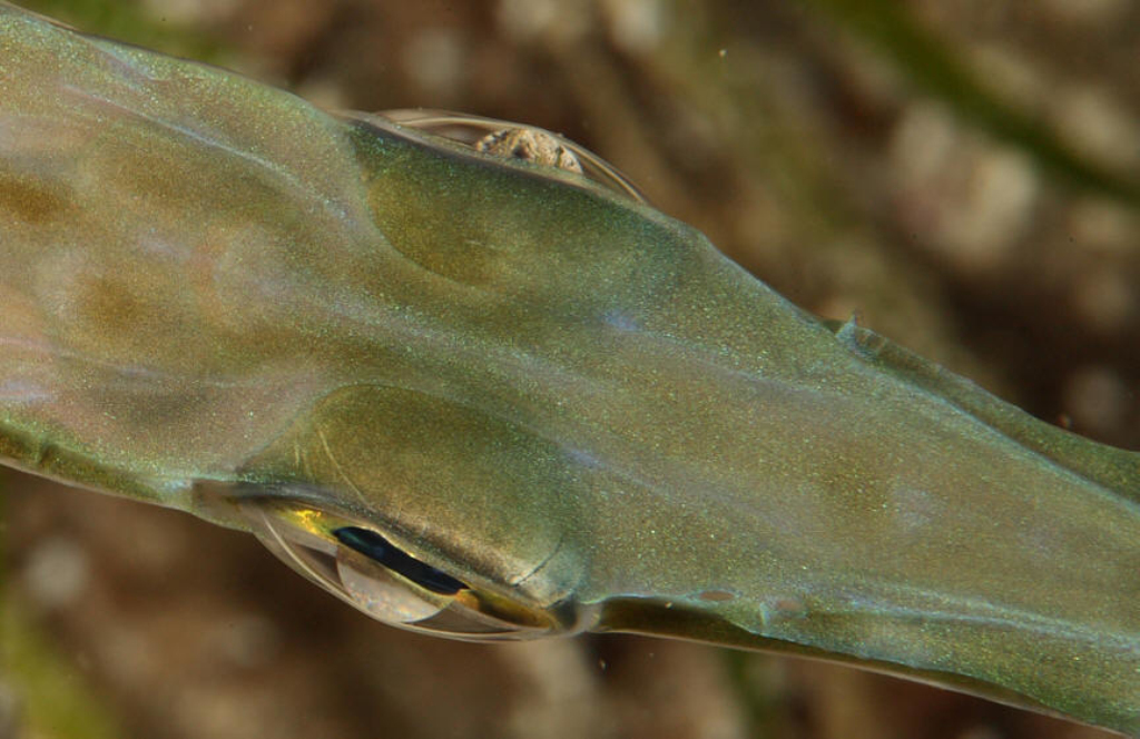  p>刺鱼目, i>gasterosteiformes /i>, a href="#" data-lemmaid="