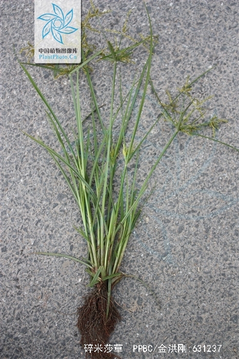  p>碎米莎草(拉丁学名:cyperus iria l.