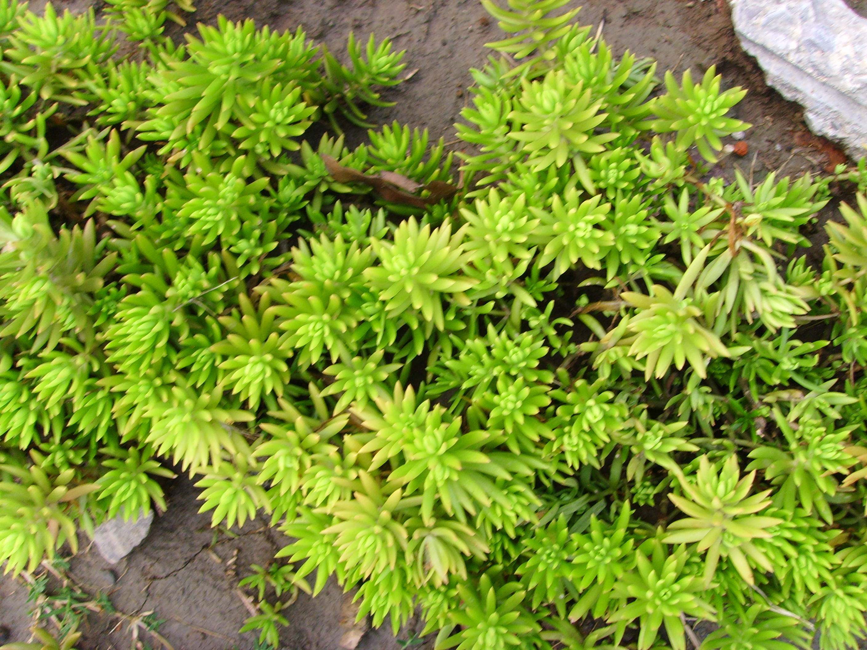  p>佛甲草(学名: i>sedum lineare /i>  thunb.