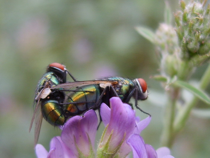 data-lemmaid="3411657">完全变态 /a>的昆虫,它的生活史可分为卵, a