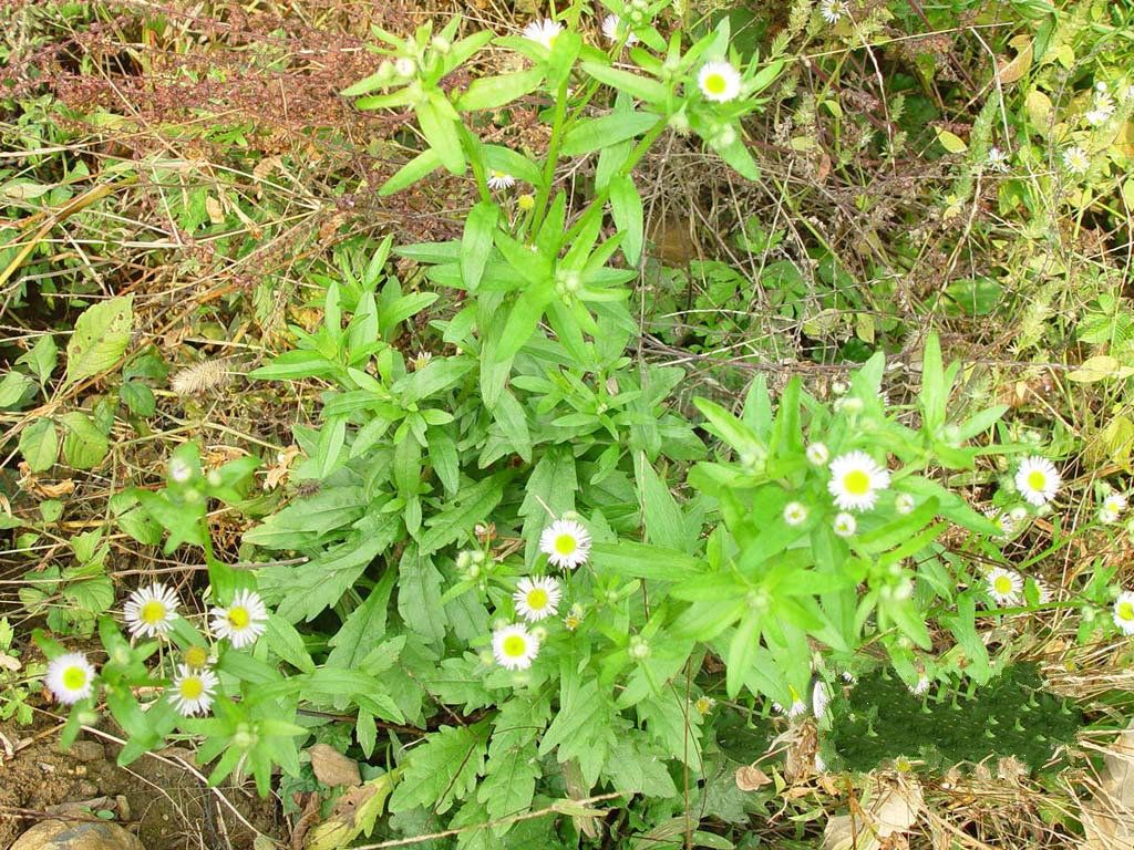  p>香丝草(学名:conyza bonariensis i>(l.) cronq.