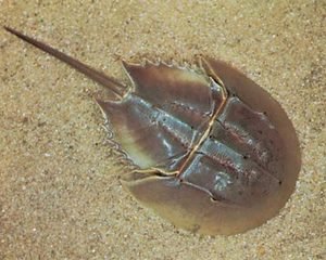  p>美洲鲎(学名: i>limulus polyphemus /i>):是 a target="_blank"