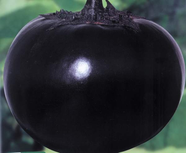 黑丽圆茄