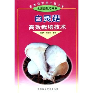 白灵菇高效栽培技术