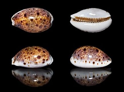  p>山猫宝螺(学名:lyncina lynx lynx)是腹足纲宝螺科的 a href="#"