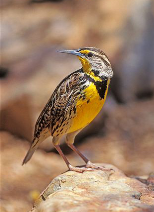 西美草地鹨(学名:sturnella neglecta)属小型 a href="#">鸣禽 /a>.