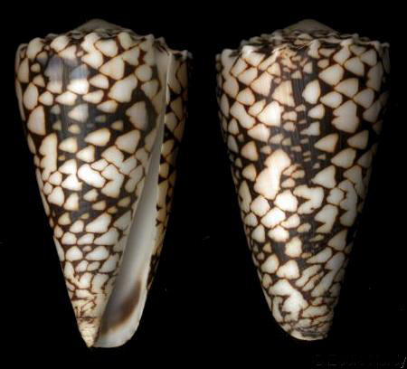  p>水磨石芋螺是新腹足目,芋螺科的一种贝类动物,分布于印度洋