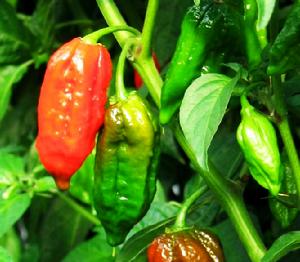  p>"多塞特纳加"辣椒,被美国香辛料贸易协会认定为"世界上最辣的红辣