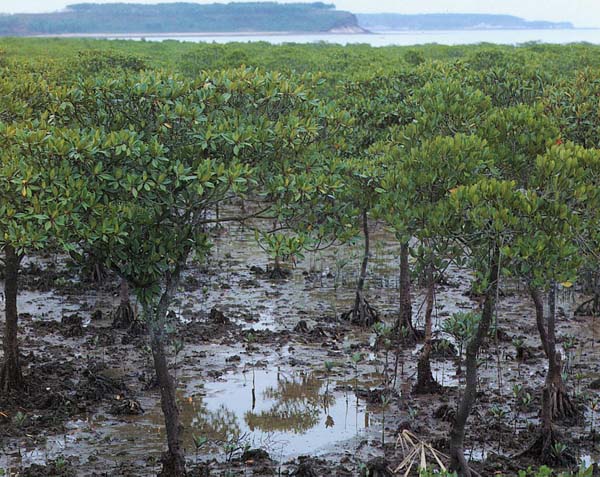  p>草本泥炭沼泽指由多种苔草,芦苇,蒿草,水木贼,睡菜,沼萎陵菜,甜茅