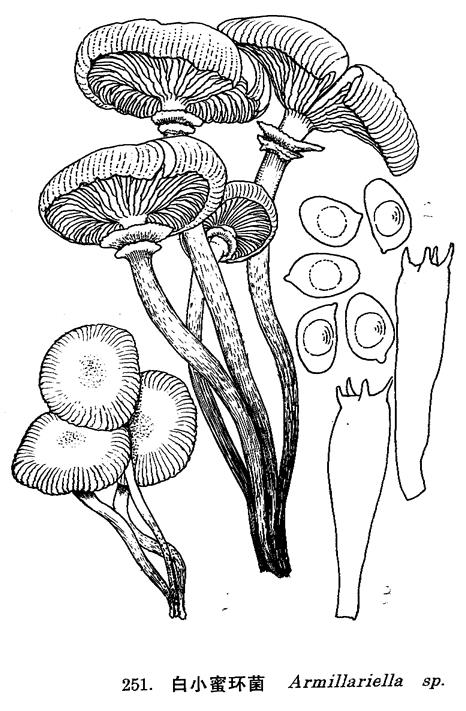  p>一种可食用 a>真菌 /a>,发现于西藏墨脱 /p>