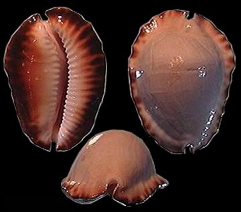  p>哈氏凯蒂宝螺是一种中腹足目,宝螺科类动物,螺壳尺寸43 - 60 mm.