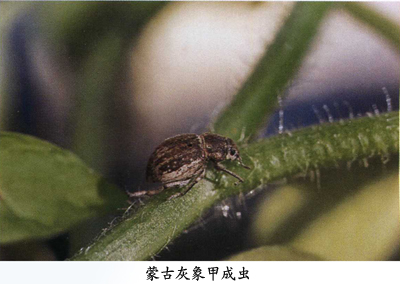 主要危害害棉,麻,谷子,莙荙菜,甜菜,瓜类,玉米,花生,大豆,向日葵,高粱