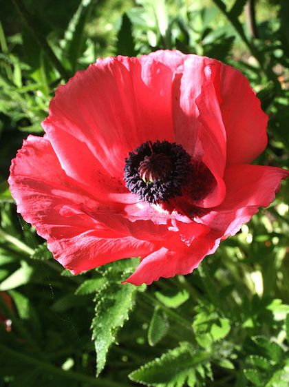 东方罂粟指名亚种