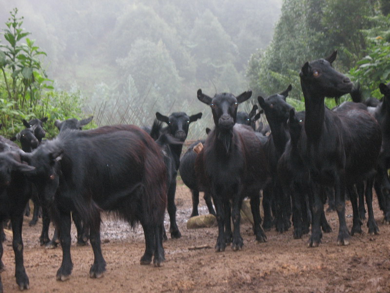 凤庆无角黑山羊