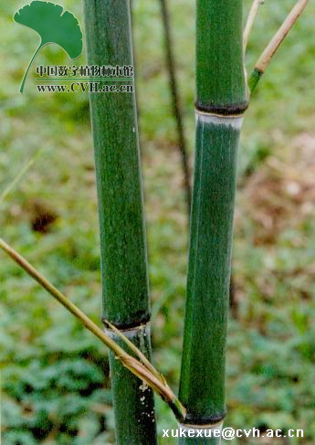 紫蒲头灰竹(栽培型)