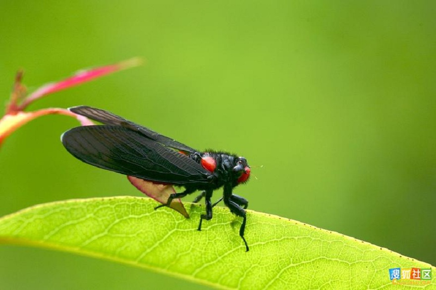 黑翅红蝉
