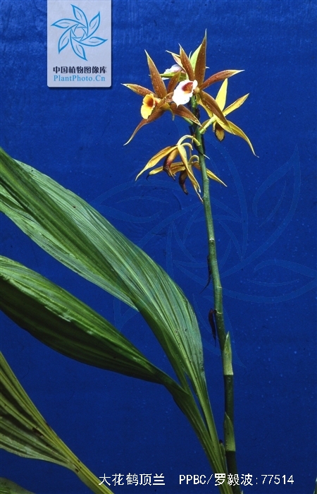 大花鹤顶兰