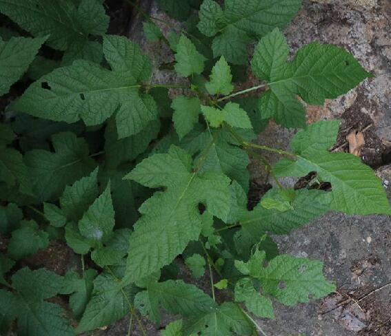 rubus crataegifolius